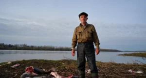 Découverte choquante : un charnier de silures sur les berges du Rhône
