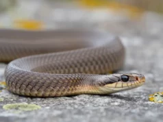 La géante discrète des bords de Vilaine : la plus grande couleuvre de Bretagne à Vitré