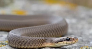 La géante discrète des bords de Vilaine : la plus grande couleuvre de Bretagne à Vitré