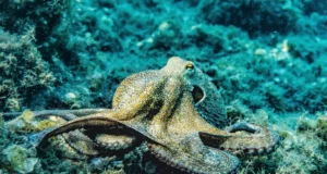 Ibiza : la pieuvre à neuf bras bouscule la science marine