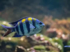 Plongez dans l’univers captivant des poissons d’aquarium d’eau douce