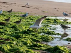 Algues invasives : leur explosion en Bretagne cache-t-elle un espoir écologique ?