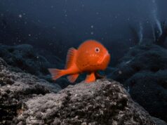Mystère dans l’abysse : le poisson qui marche au fond du Pacifique