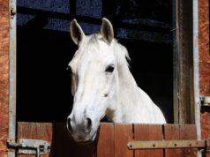 Comment calculer la ration alimentaire de son cheval : méthode complète et pratique ration alimentaire de son cheval