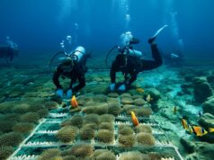 microfragmentation corallienne : l’incroyable pari pour restaurer l’océan