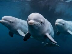 Bélugas en danger : la controverse Marineland secoue le Canada