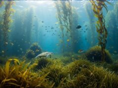 UNESCO : Le cri d’alarme sur les forêts sous-marines qui pourraient sauver la planète !