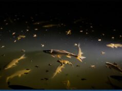 Pollution lumineuse en eau trouble : les lacs et les poissons tirent la sonnette d’alarme.