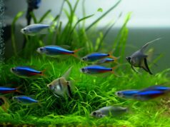 CO₂ aquarium : la nouvelle clé pour booster vos plantes et préserver la planète