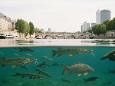 Des poissons dans la Seine ? Le retour incroyable d’une biodiversité oubliée