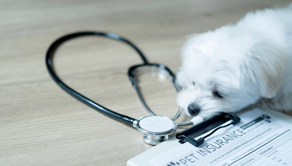 assurance-animaux-de-compagnie prendre une assurance pour ses animaux de compagnie