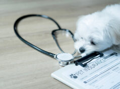 Pourquoi prendre une assurance pour ses animaux de compagnie ? prendre une assurance pour ses animaux de compagnie