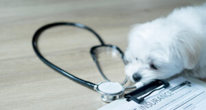 Pourquoi prendre une assurance pour ses animaux de compagnie ? prendre une assurance pour ses animaux de compagnie