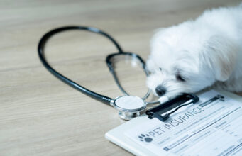 Pourquoi prendre une assurance pour ses animaux de compagnie ? prendre une assurance pour ses animaux de compagnie