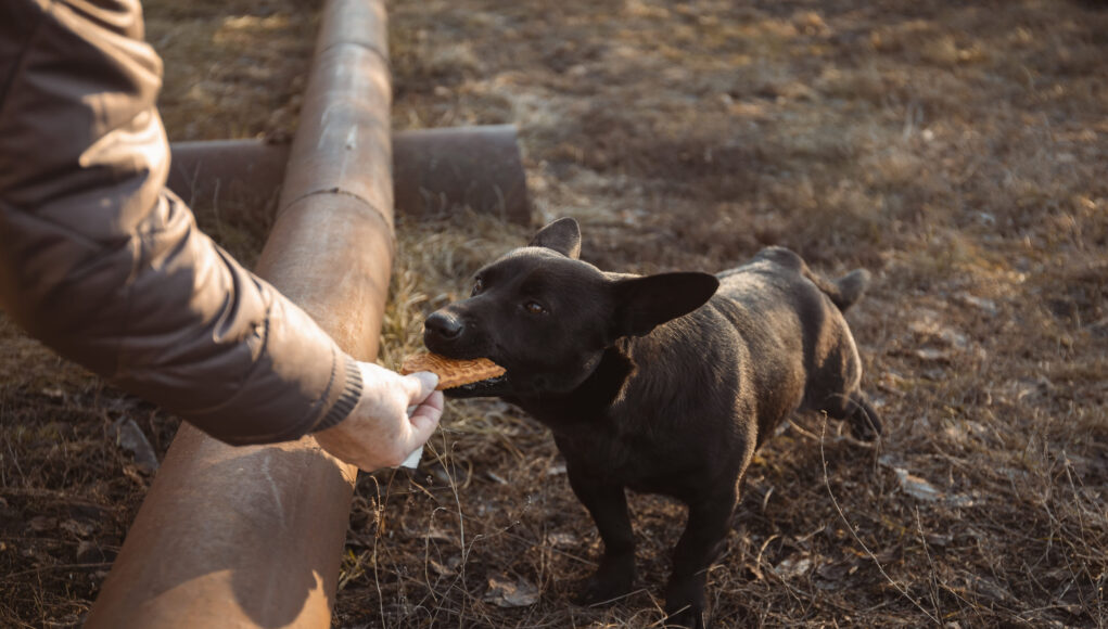 alimentation-chien-actif Alimentation du chien actif