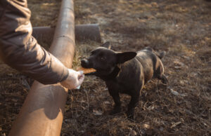 Alimentation du chien actif : comment couvrir ses besoins รฉnergรฉtiques ? Alimentation du chien actif