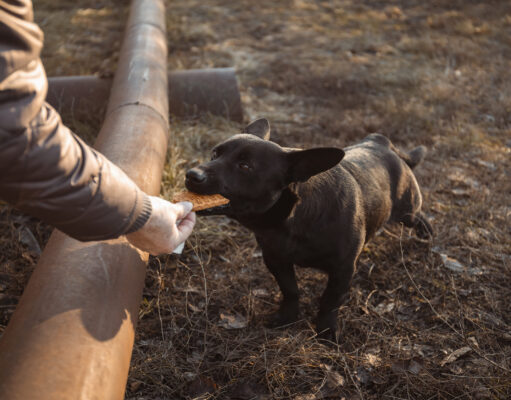 Alimentation du chien actif : comment couvrir ses besoins รฉnergรฉtiques ? Alimentation du chien actif