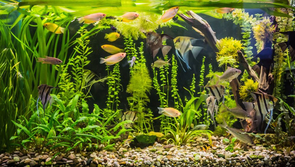 Combien de poissons avoir dans son aquarium
