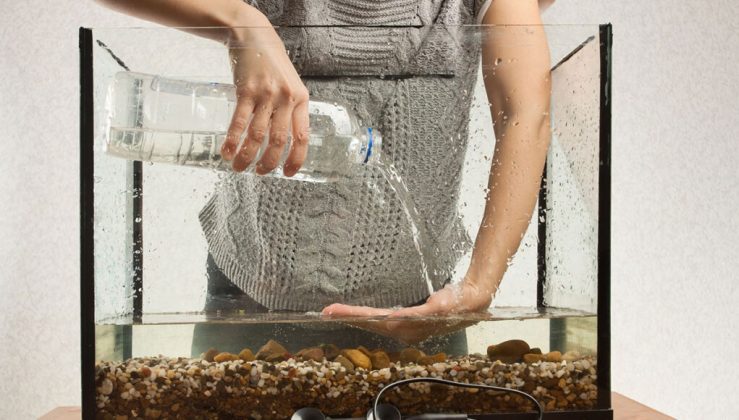 Quand et comment changer l’eau d’un aquarium ? - Aquabase