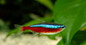Le néon rouge : Tout savoir sur ce poisson d’aquarium néon rouge