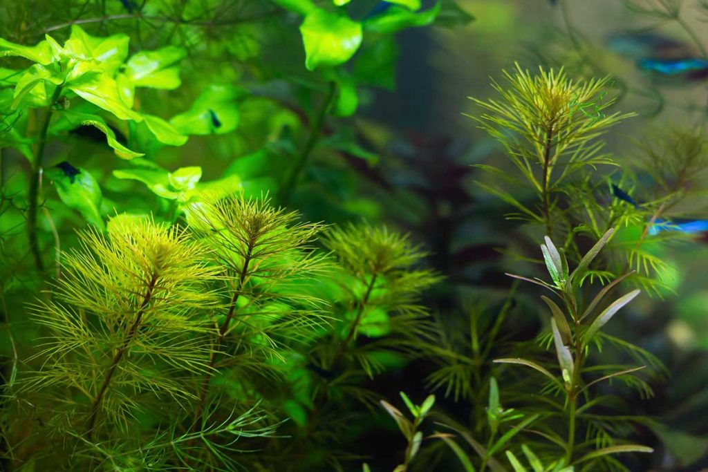 Quelle plante d
