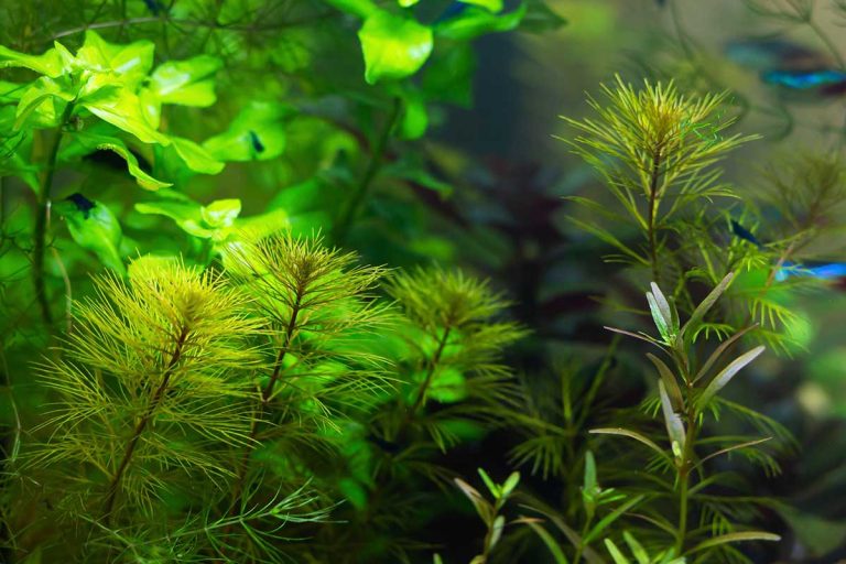 Quelle plante d'aquarium d'eau douce choisir ? Aquabase