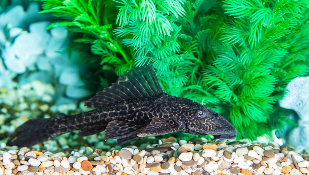 pléco ou hypostomus plecostomus