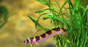 Le kuhli ou Pangio Kuhlii : tout savoir sur ce poisson d’aquarium kuhli ou Pangio Kuhlii