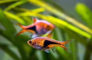 Le rasbora arlequin : Tout savoir sur ce poisson d’aquarium Rasbora arlequin