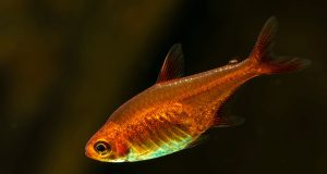 Le tétra étincelle : Tout savoir sur ce poisson d’aquarium tétra étincelle