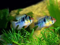 Le ramirezi : Tout savoir sur ce poisson d’aquarium Ramirezi