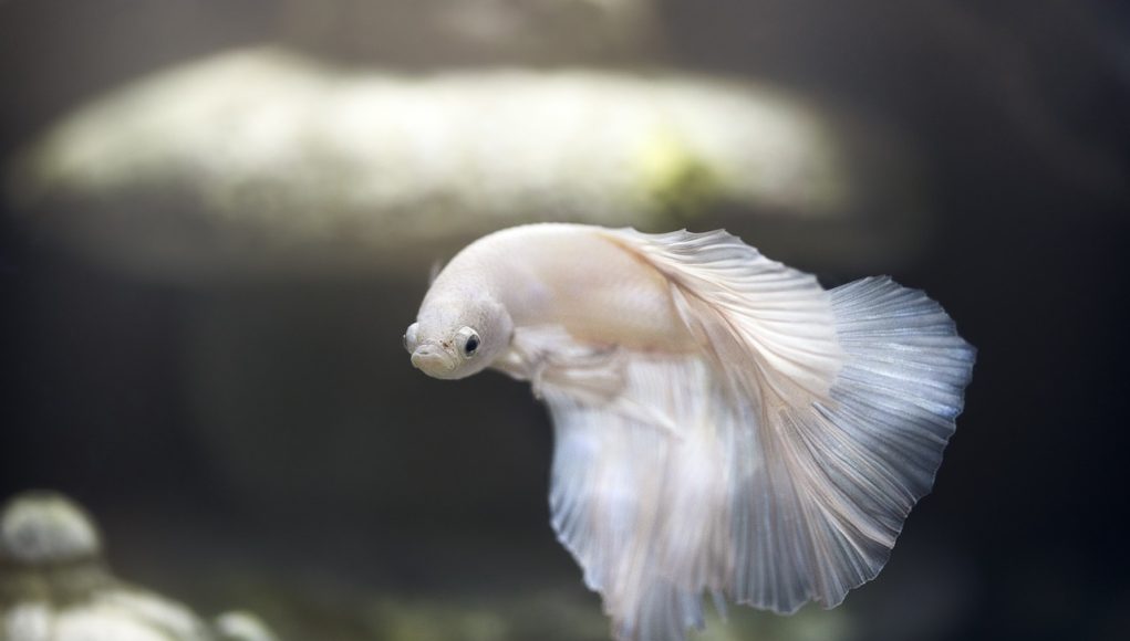 nourriture poisson Betta