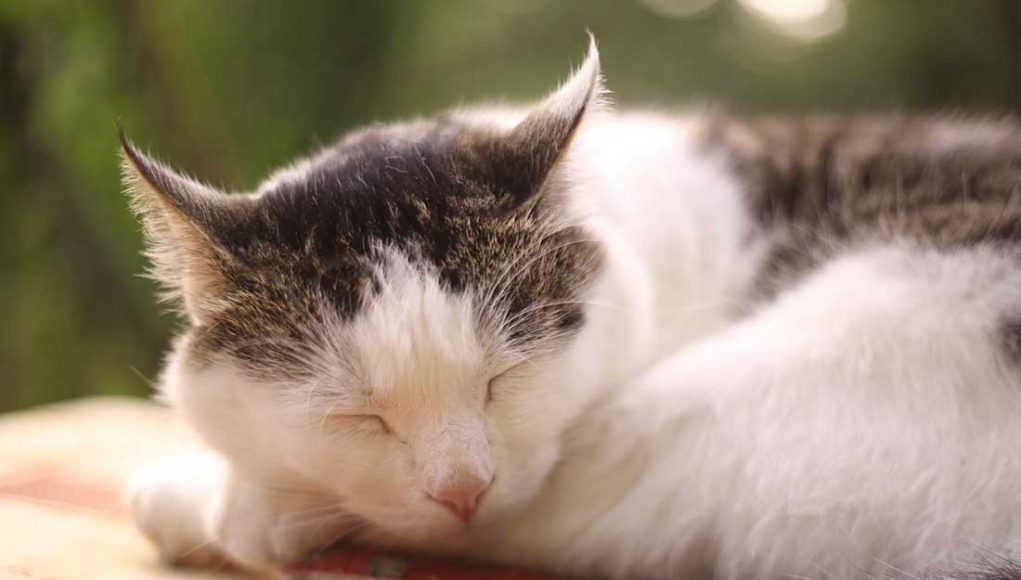 pourquoi-mon-chat-tressaillent pourquoi mon chats tressaillent