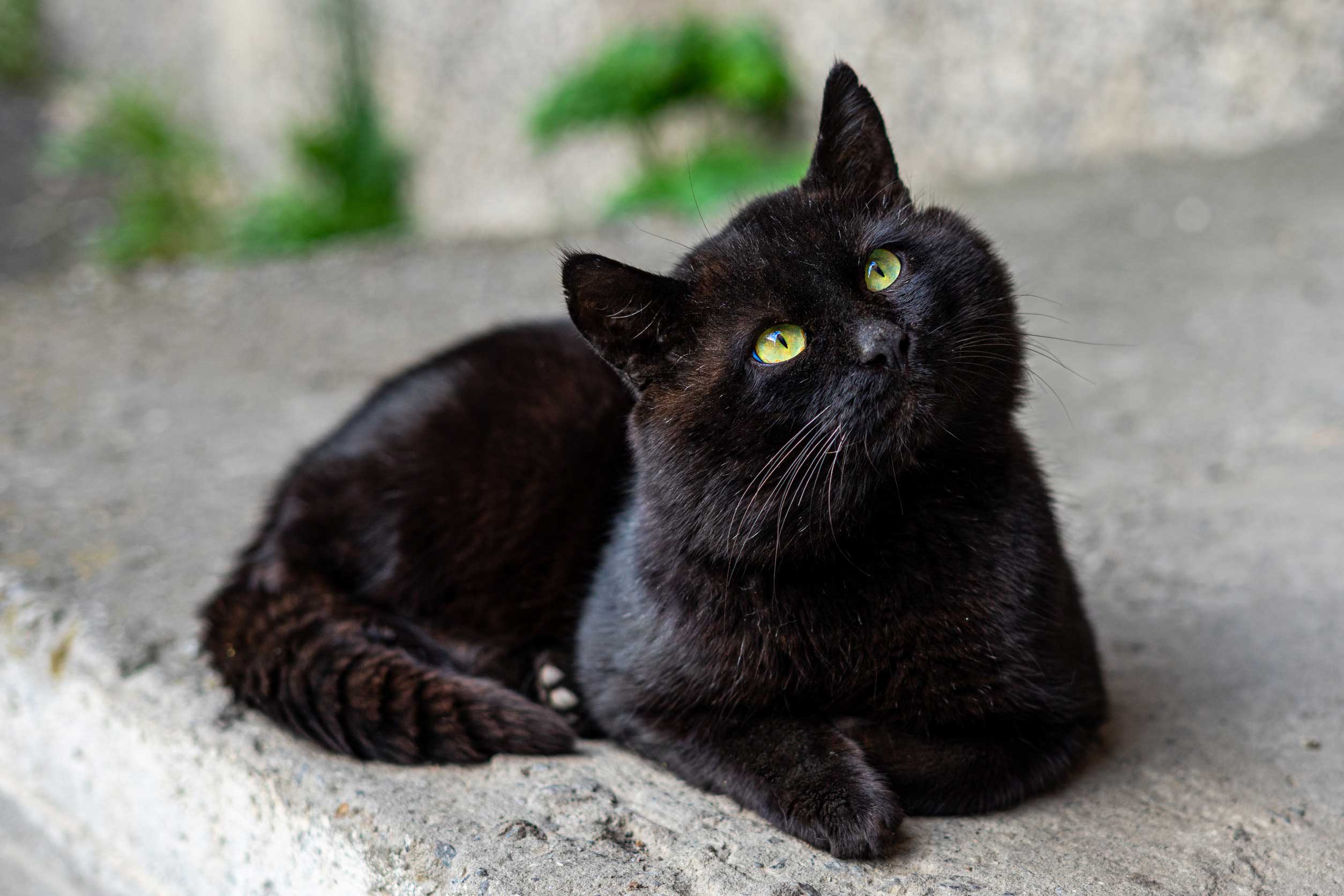 races de chats noirs