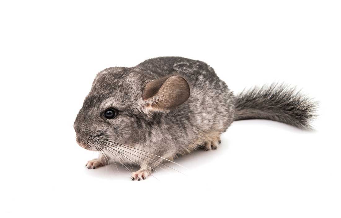 le Chinchilla