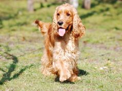 Cocker : Caractère et alimentation de la race Cocker Anglais