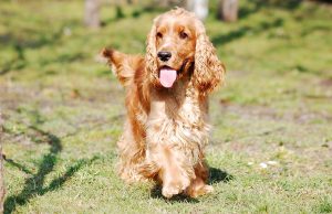 Le Cocker anglais : Caractère et alimentation de la race Cocker Anglais