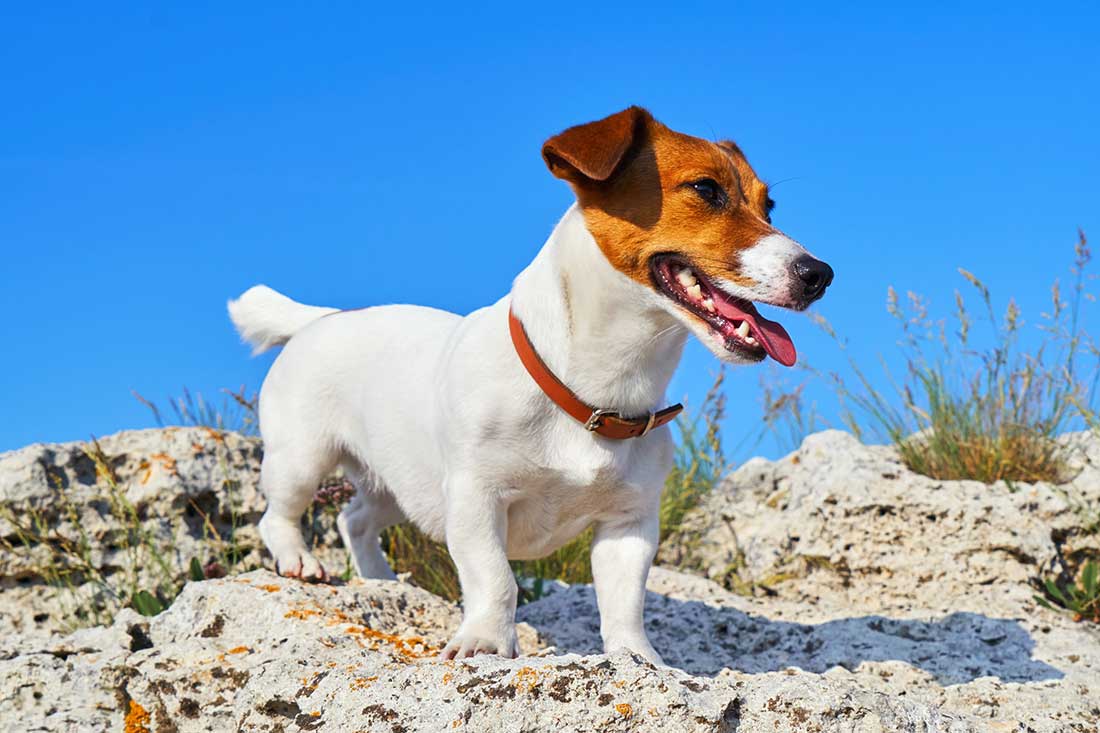 Jack Russell Terrier