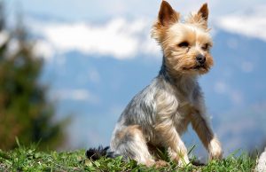 Le Yorkshire Terrier : Caractère et alimentation de la race Yorkshire Terrier