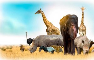 Top 20 des animaux africains emblématiques animaux africains emblématiques