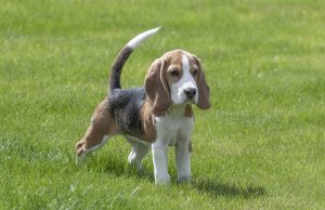 Le Beagle : Caractère et alimentation de la race Beagle
