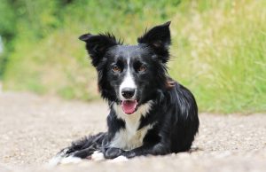 Le Border Collie : Caractère et alimentation de la race Border Collie