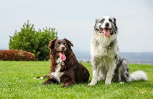 Le Berger Australien : Caractère et alimentation de la race Berger Australien