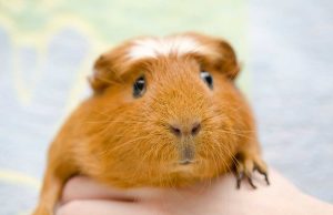 Le cochon d’Inde : Caractéristiques et alimentation