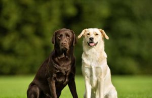 Quelles sont les différences entre le Labrador Retriever et le Golden Retriever ? différences entre le Labrador Retriever et le Golden Retriever