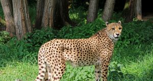 Le guépard : Comment vit le félin le plus rapide du monde ? guépard
