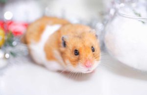 Le hamster : Caractéristiques et alimentation hamster