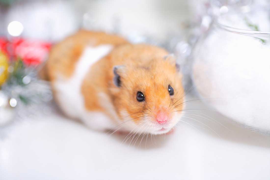hamster