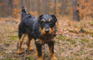 Le Jagdterrier : Caractère et alimentation de la race race de chien Jagdterrier