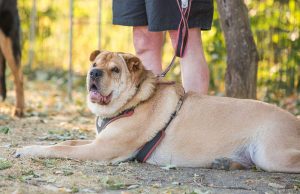 Obésité chez le chien : 10 conseils pour éviter et soigner obésité chez le chien